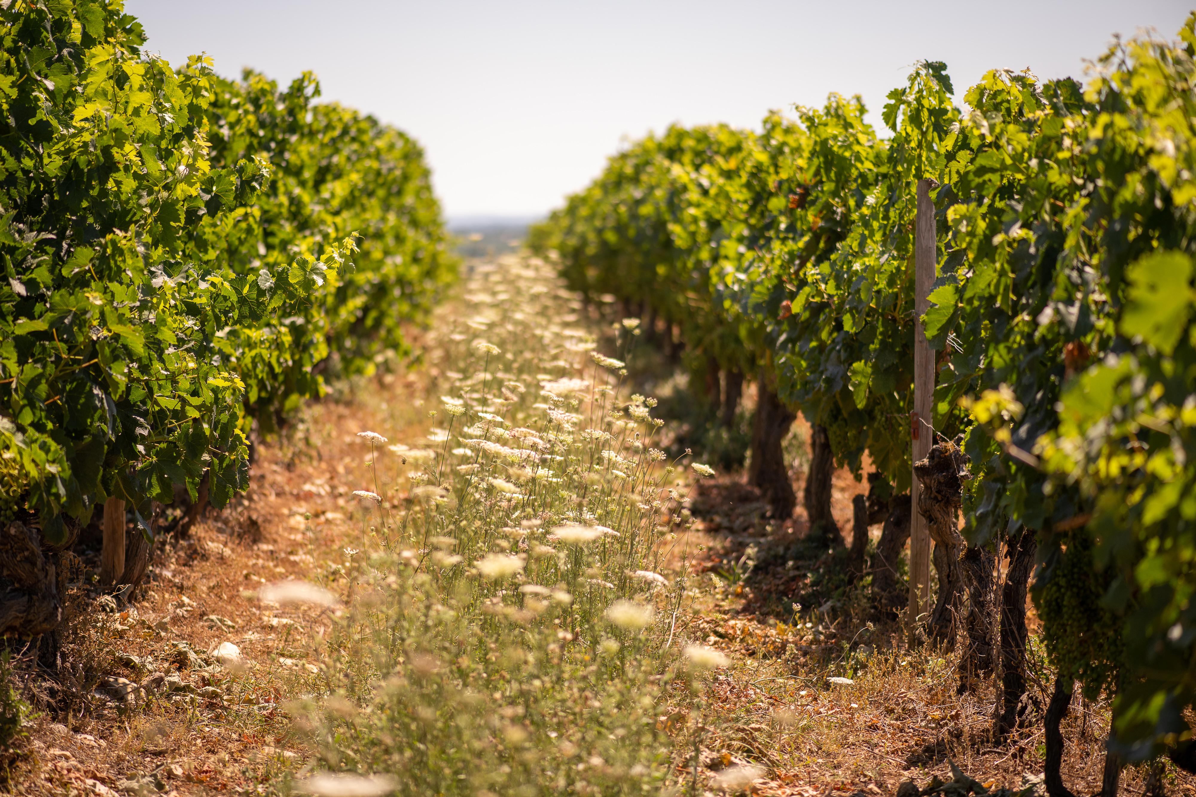 Ribera del Cuarzo Parcela Unica 2010 